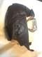 WWI Military Fighter PILOTS FLIGHT HELMET & goggles WW1 American WW1 USA